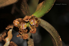 Gastrochilus acaulis